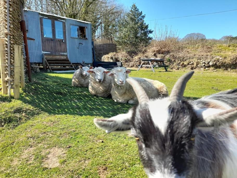 Treguth Glamping Unique Experience - Themed Huts Hotel Saint Day Eksteriør billede