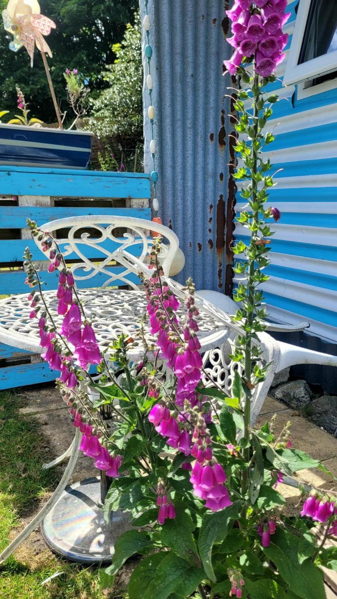 Treguth Glamping Unique Experience - Themed Huts Hotel Saint Day Eksteriør billede